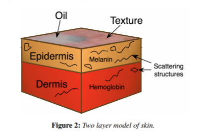 Part 1 (Theory): What Makes Skin Color?